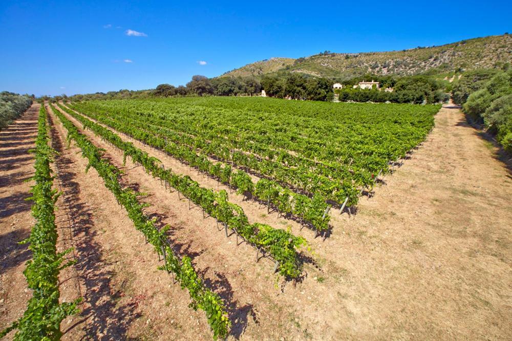Son Simo Vell Alloggio per agriturismo